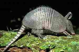 this is an armadillo